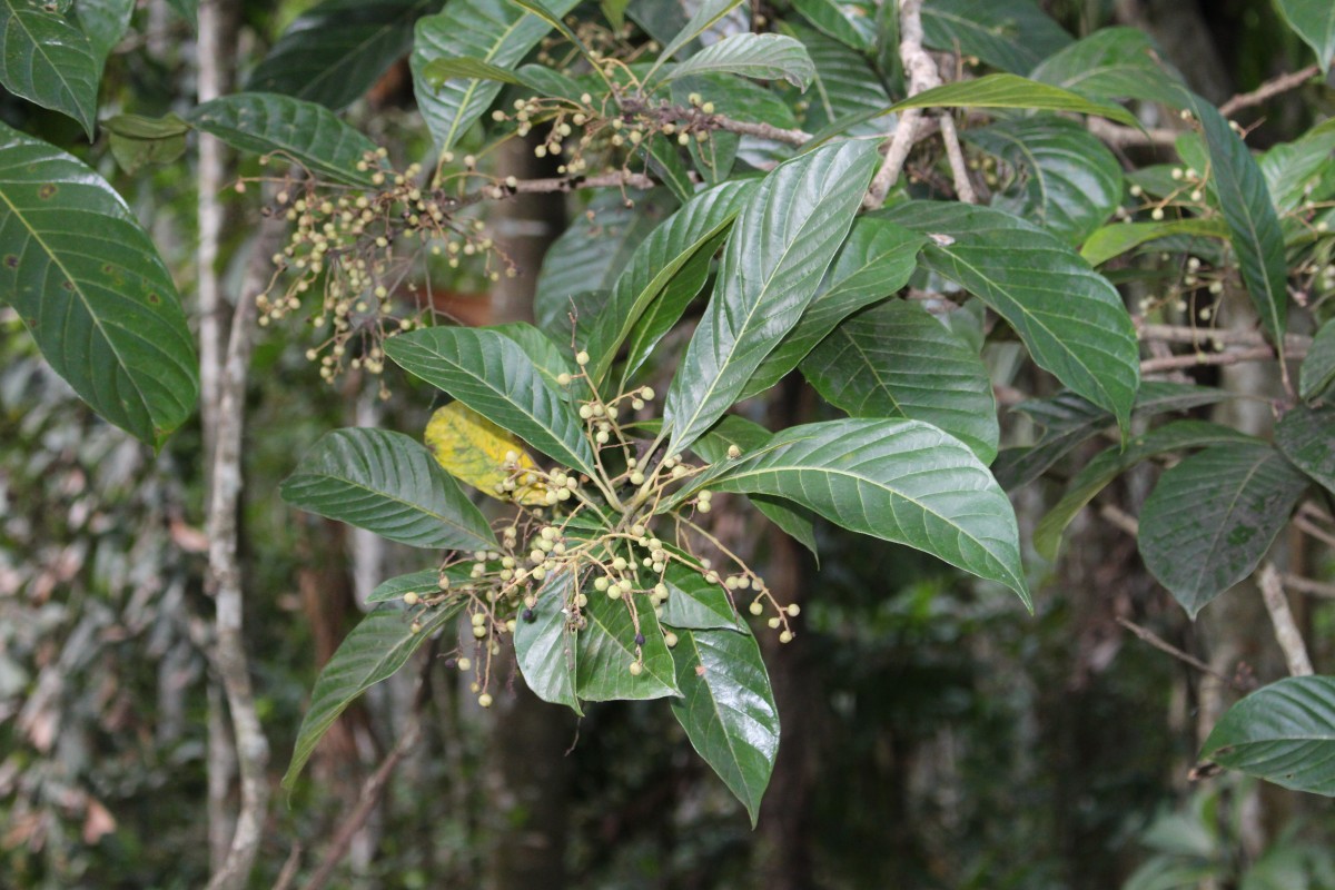 Meliosma simplicifolia (Roxb.) Walp.