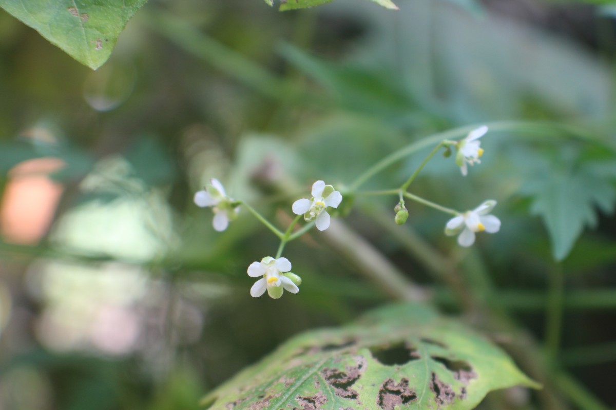 Cardiospermum halicacabum L.