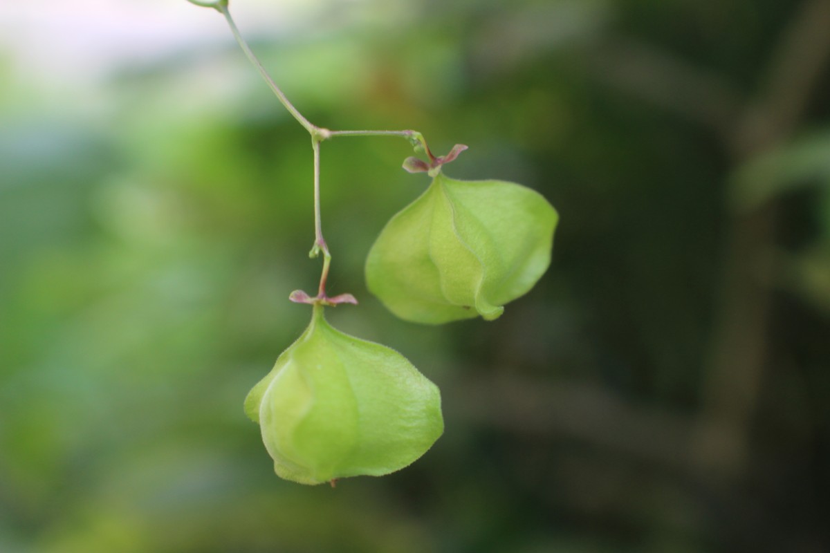 Cardiospermum halicacabum L.