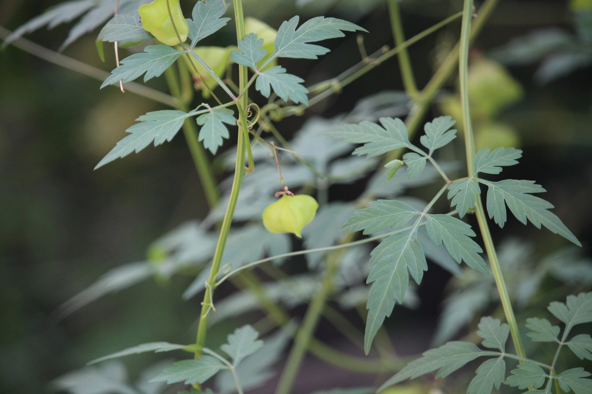 Cardiospermum halicacabum L.