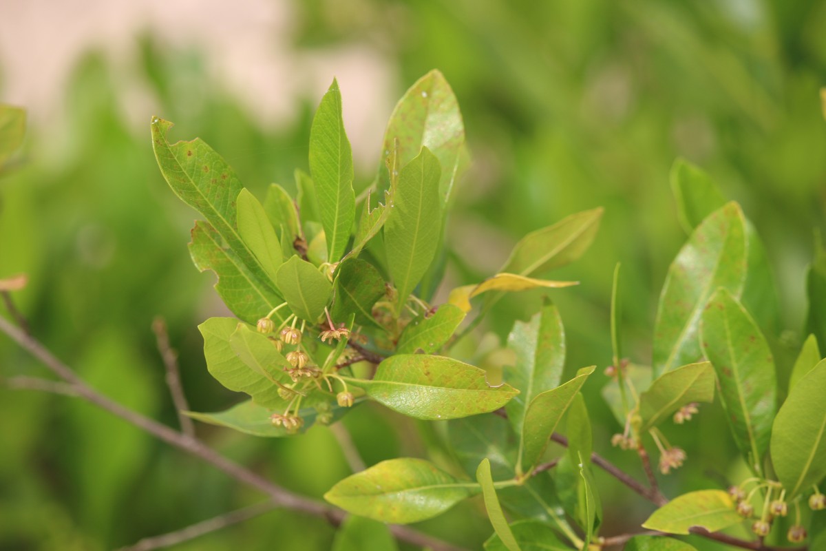 Dodonaea viscosa Jacq.