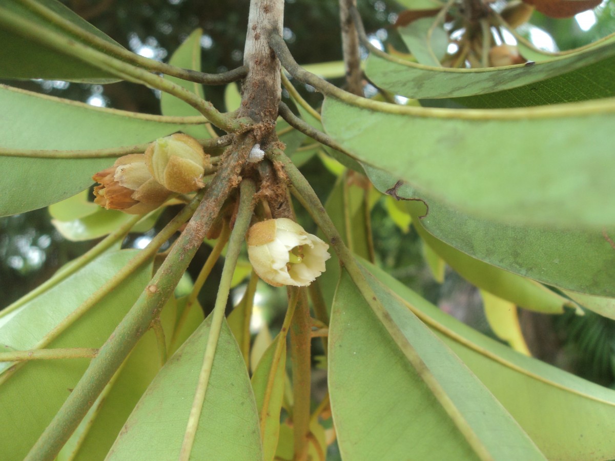 Manilkara zapota (L.) P.Royen