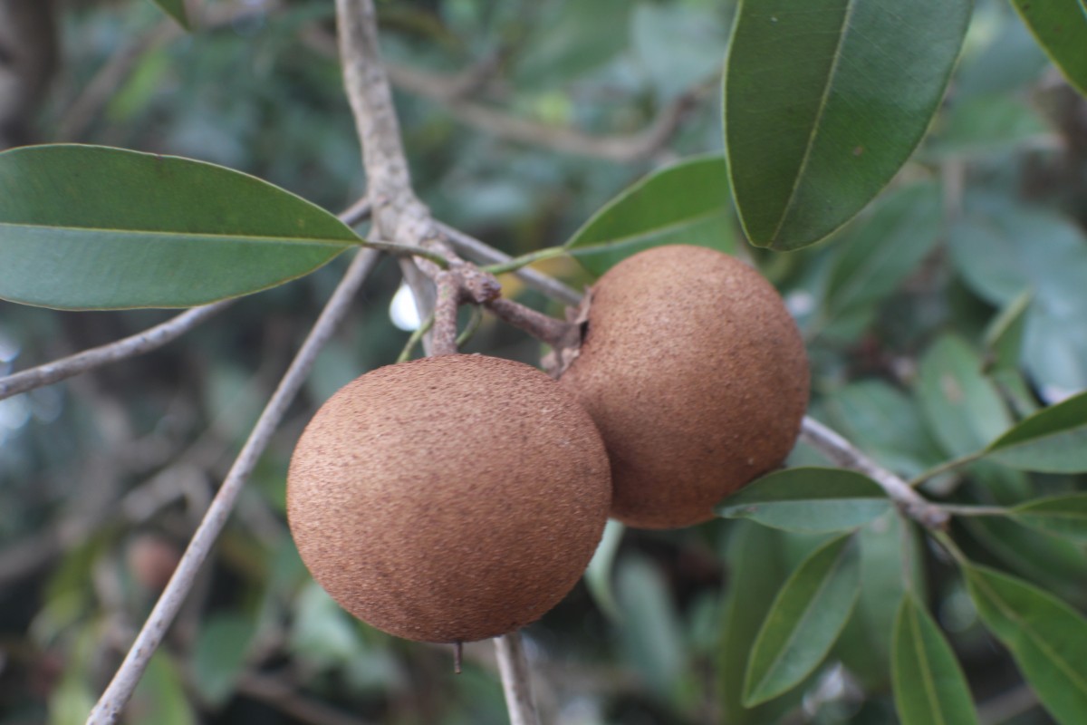 Manilkara zapota (L.) P.Royen