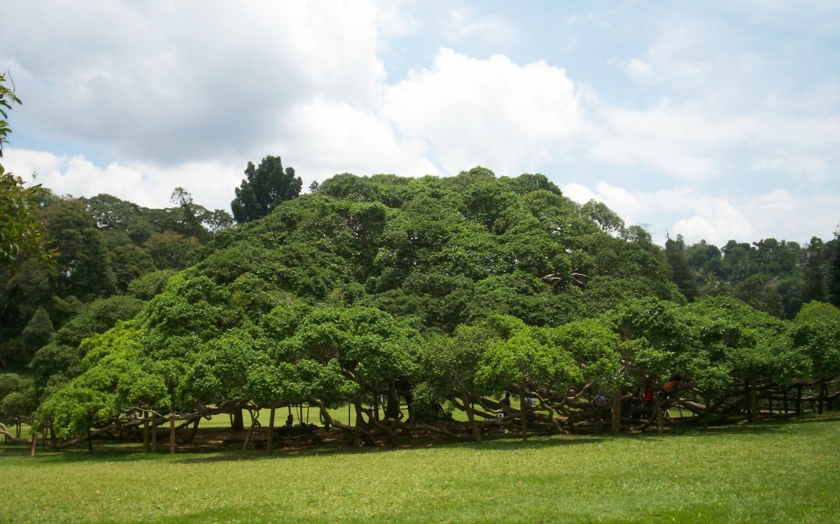 Ficus benjamina L.