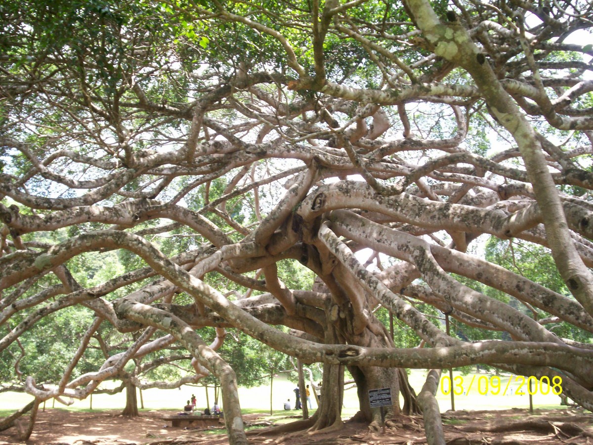 Ficus benjamina L.