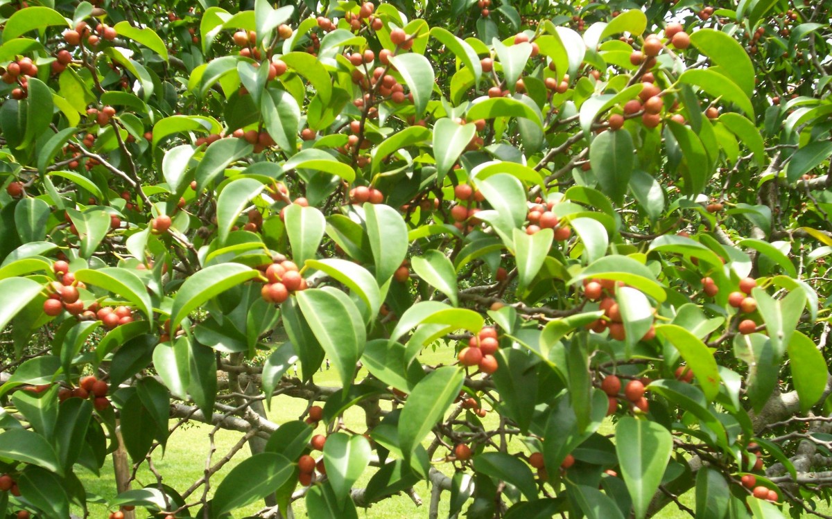 Ficus benjamina L.