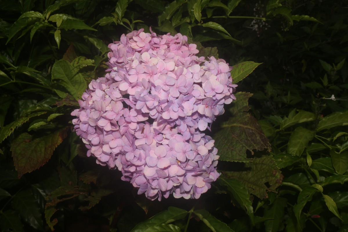 Hydrangea macrophylla (Thunb.) Ser.