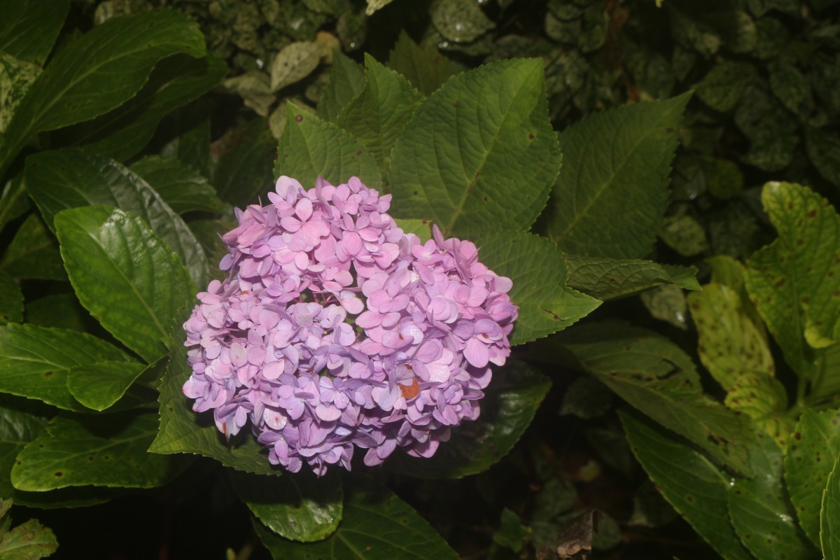 Hydrangea macrophylla (Thunb.) Ser.