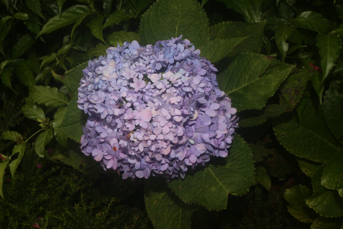 Hydrangea macrophylla (Thunb.) Ser.