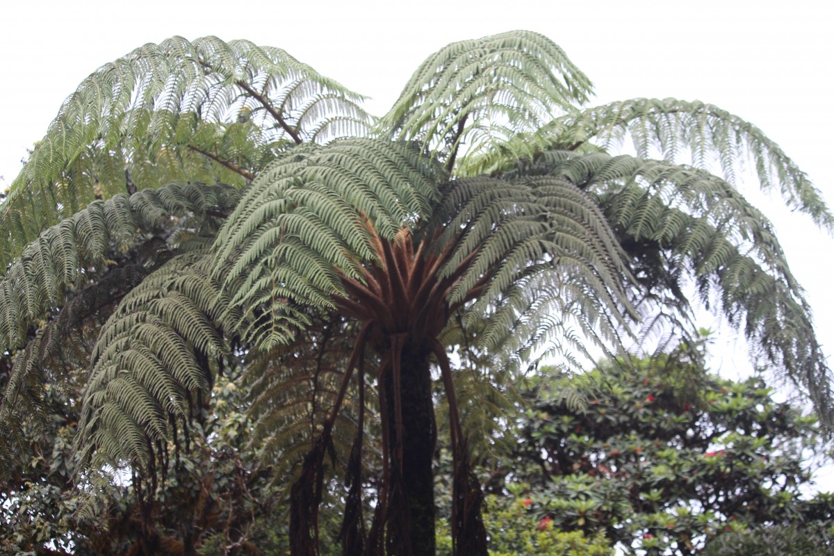 Sphaeropteris crinita  (Hook.) R.M.Tryon