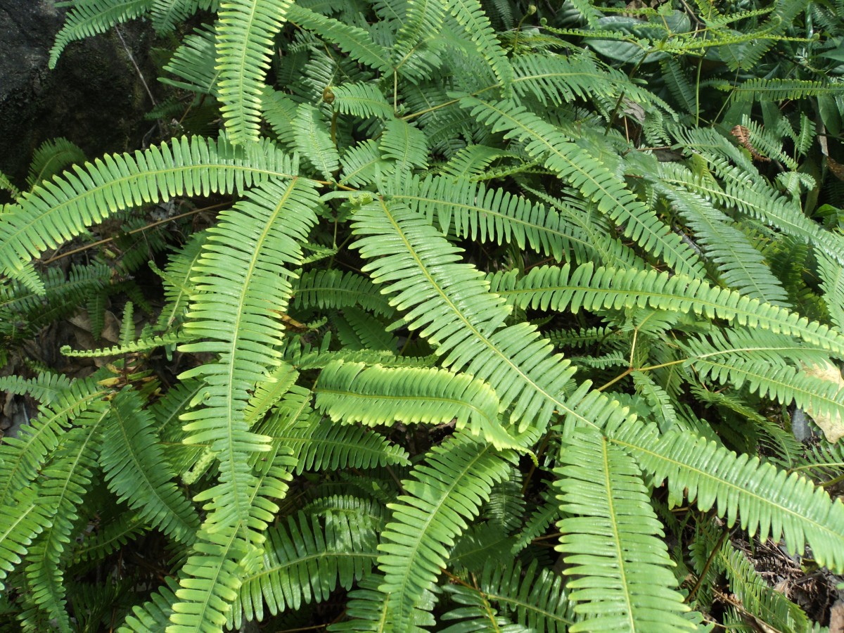 Dicranopteris linearis (Burm.f.) Underw.