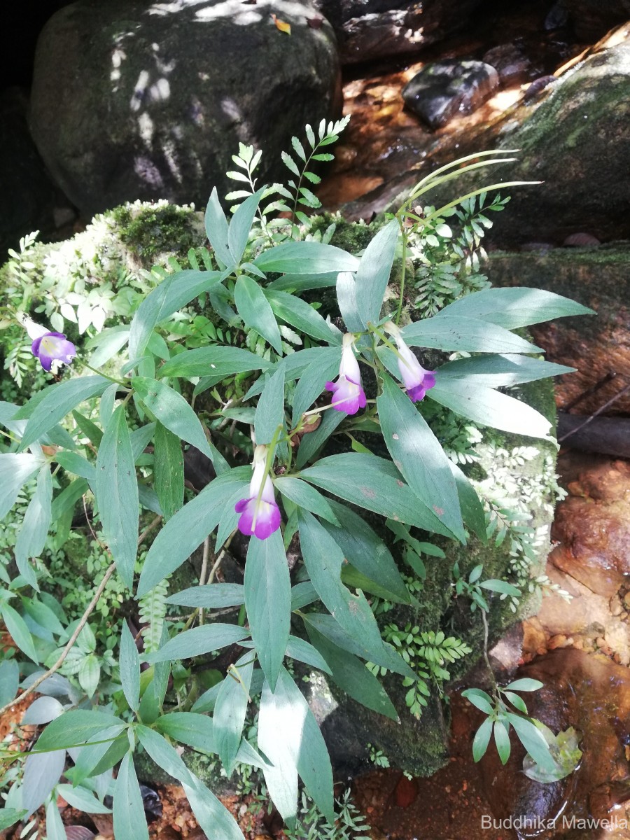 Henckelia angusta (C.B.Clarke) D.J.Middleton & Mich.Möller