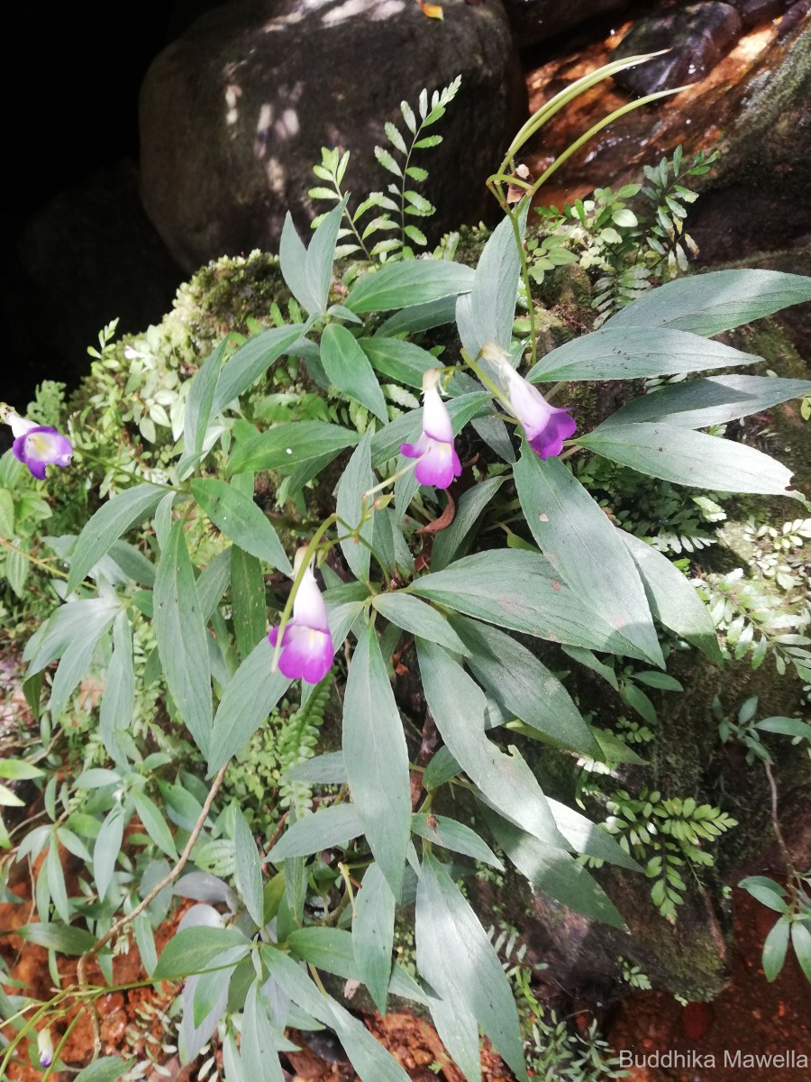 Henckelia angusta (C.B.Clarke) D.J.Middleton & Mich.Möller