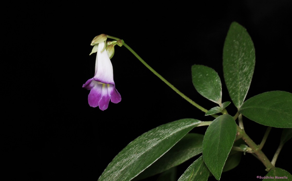 Henckelia angusta (C.B.Clarke) D.J.Middleton & Mich.Möller