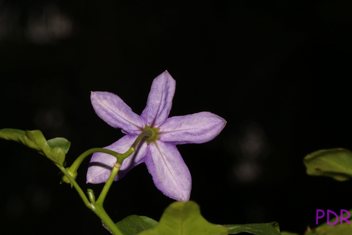 Solanum trilobatum L.