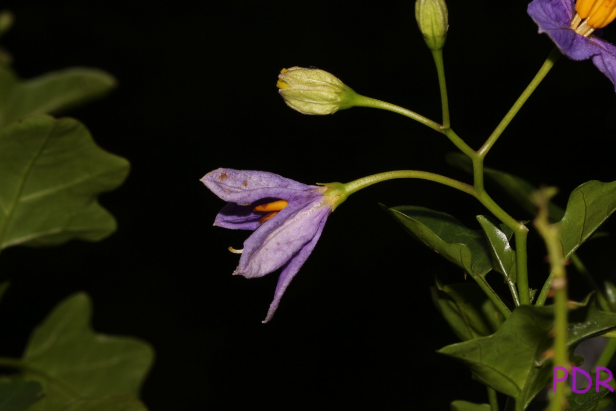 Solanum trilobatum L.