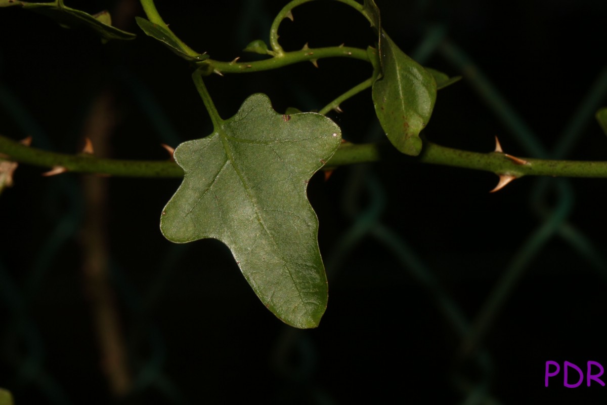 Solanum trilobatum L.