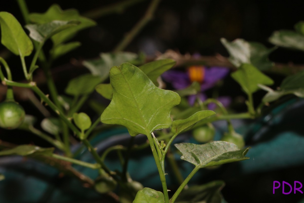 Solanum trilobatum L.