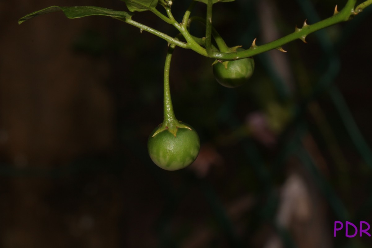 Solanum trilobatum L.