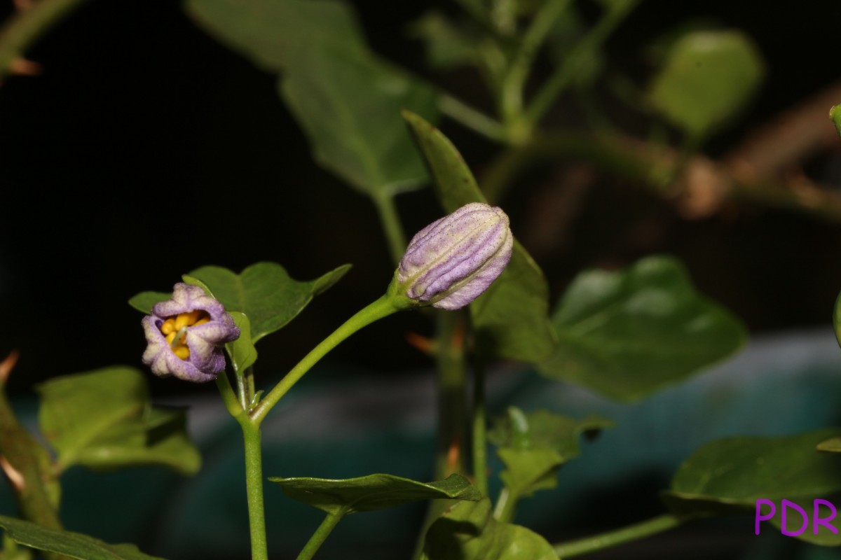 Solanum trilobatum L.