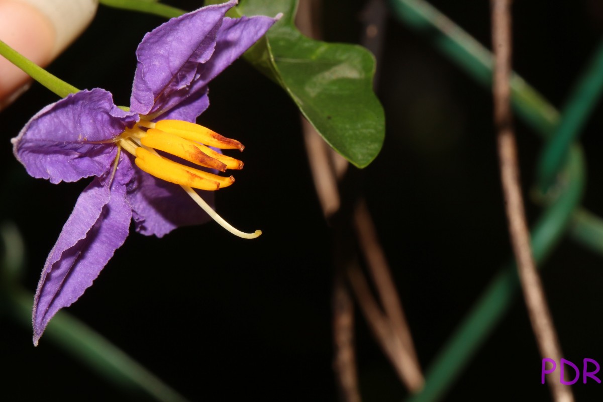 Solanum trilobatum L.