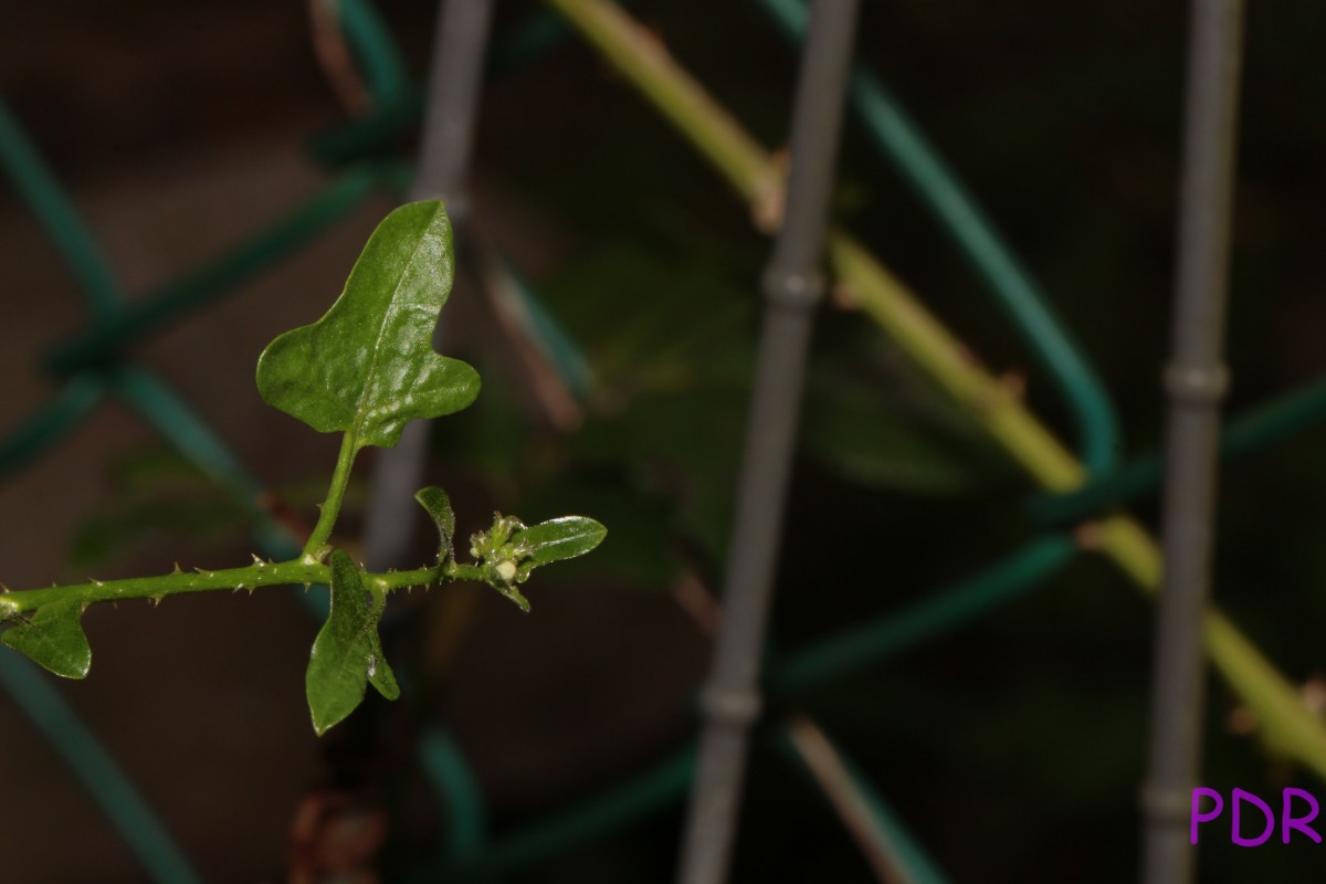 Solanum trilobatum L.