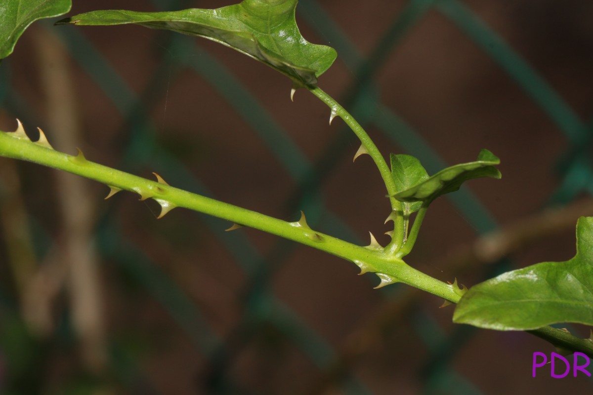 Solanum trilobatum L.