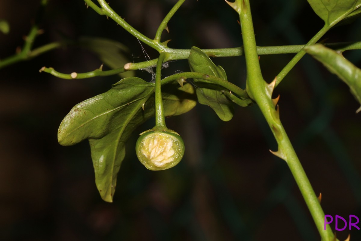 Solanum trilobatum L.