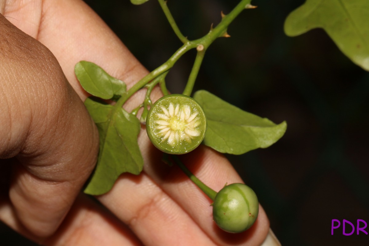 Solanum trilobatum L.