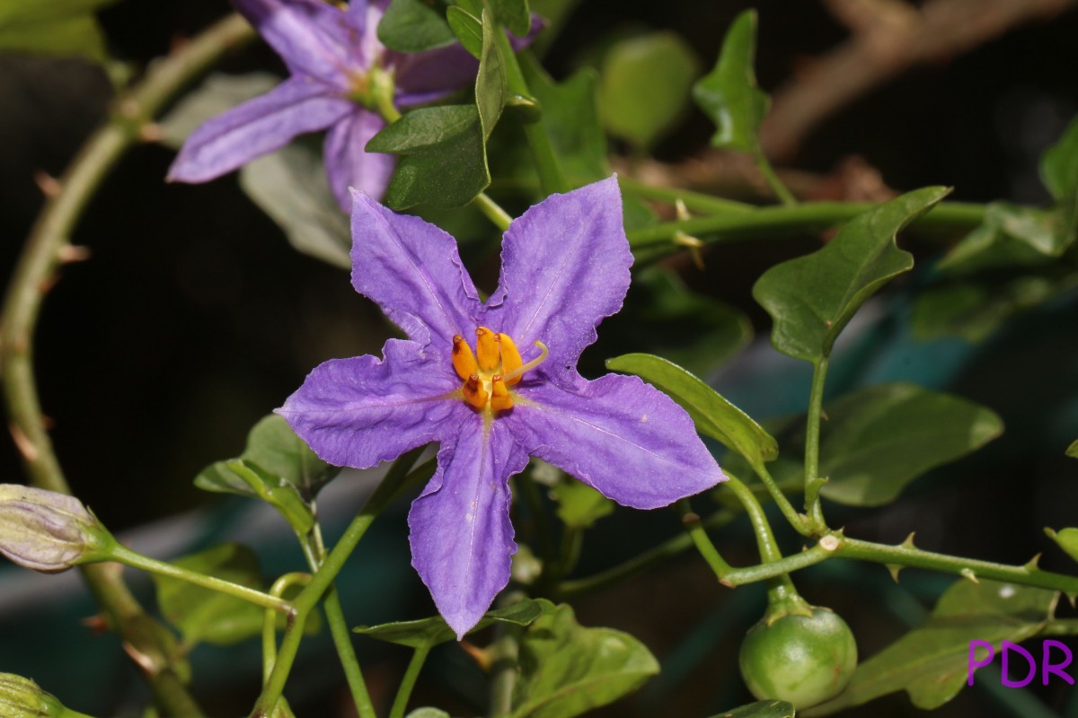 Solanum trilobatum L.