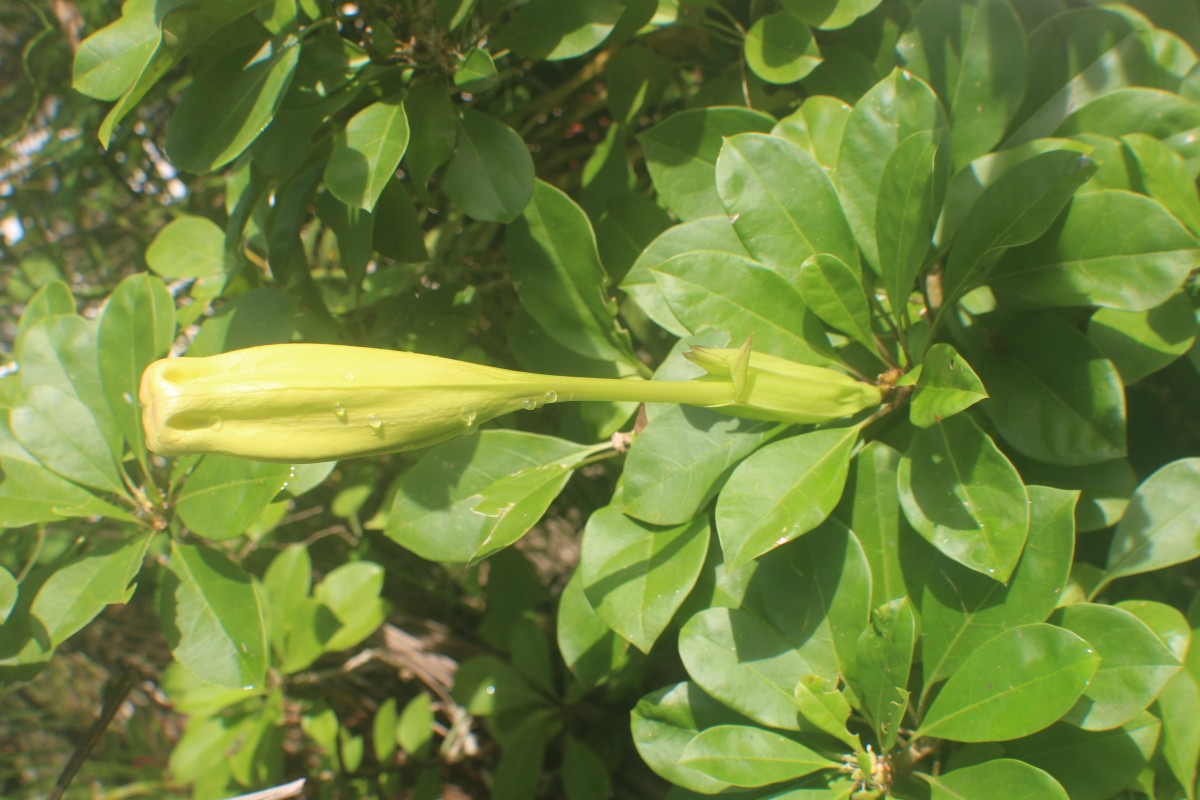 Solandra longiflora Tussac