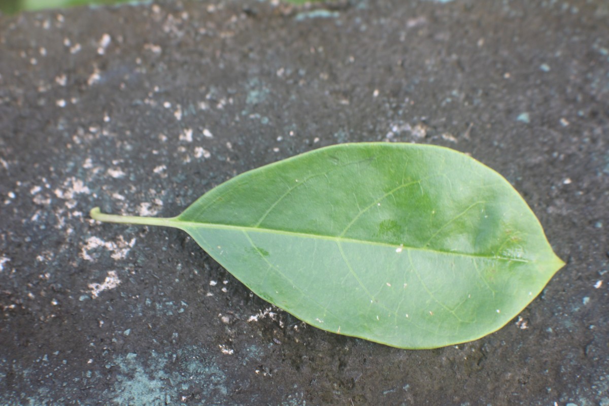 Solandra longiflora Tussac