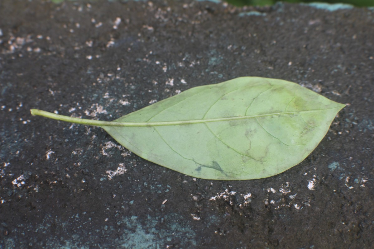 Solandra longiflora Tussac