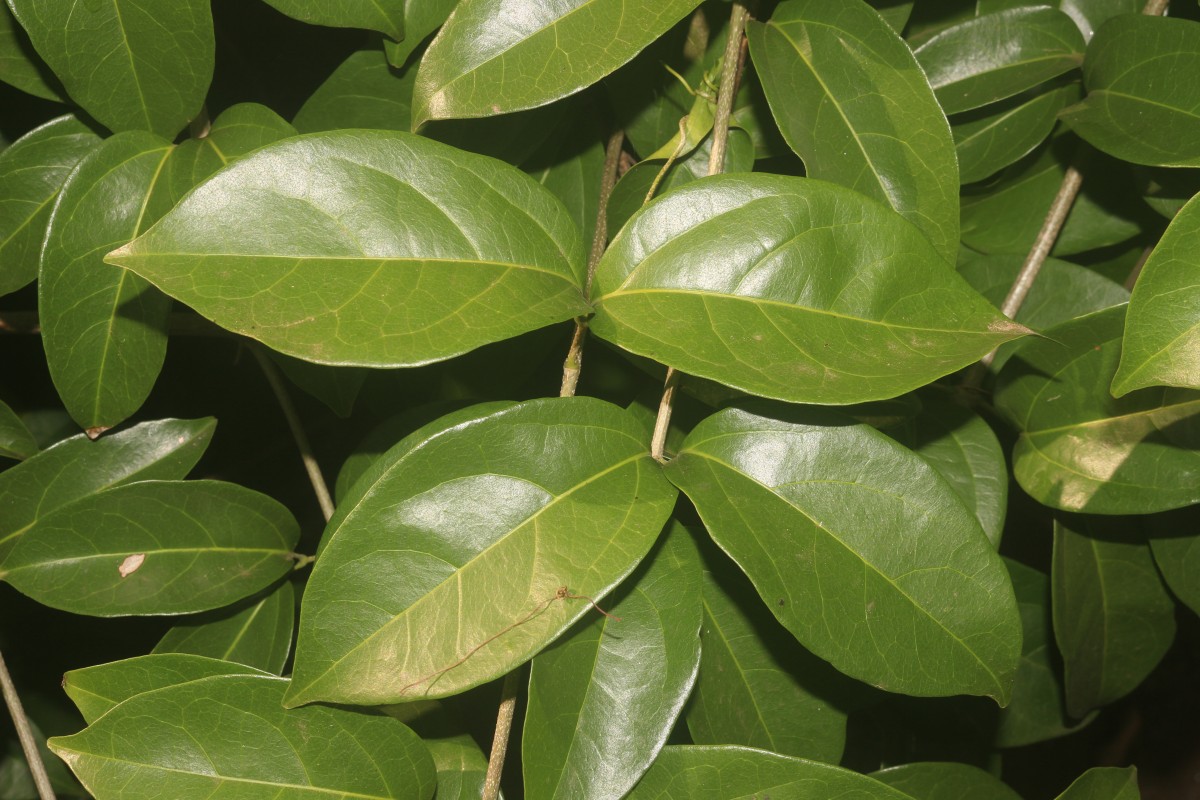 Mansoa alliacea (Lam.) A.H.Gentry