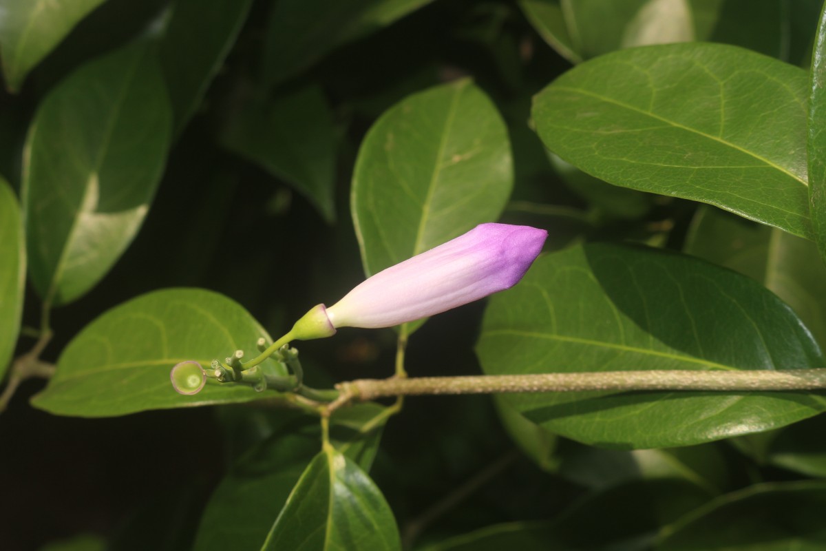 Mansoa alliacea (Lam.) A.H.Gentry