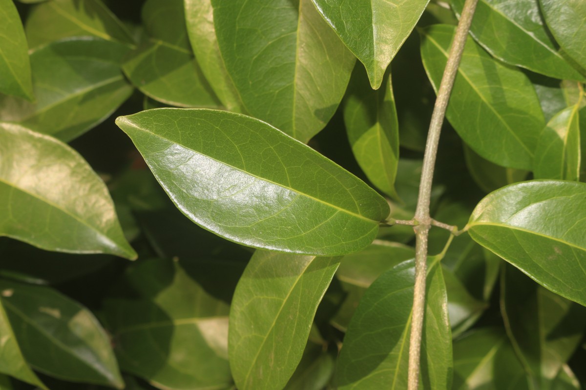 Mansoa alliacea (Lam.) A.H.Gentry