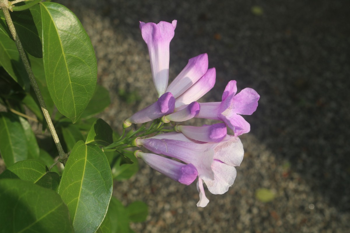 Mansoa alliacea (Lam.) A.H.Gentry