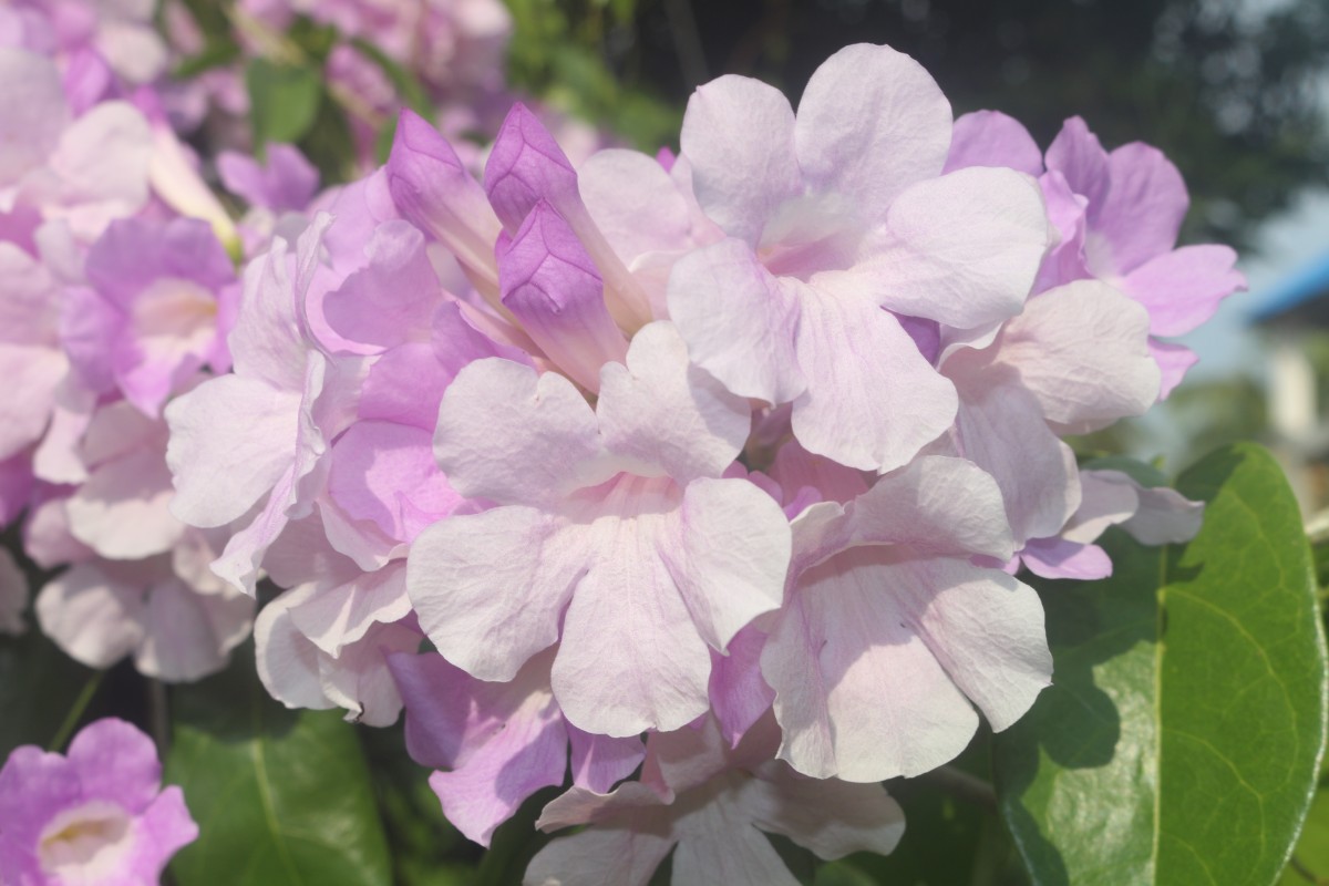 Mansoa alliacea (Lam.) A.H.Gentry