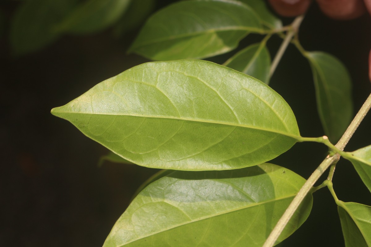 Mansoa alliacea (Lam.) A.H.Gentry