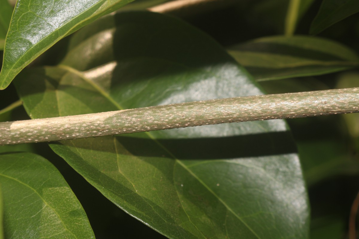 Mansoa alliacea (Lam.) A.H.Gentry