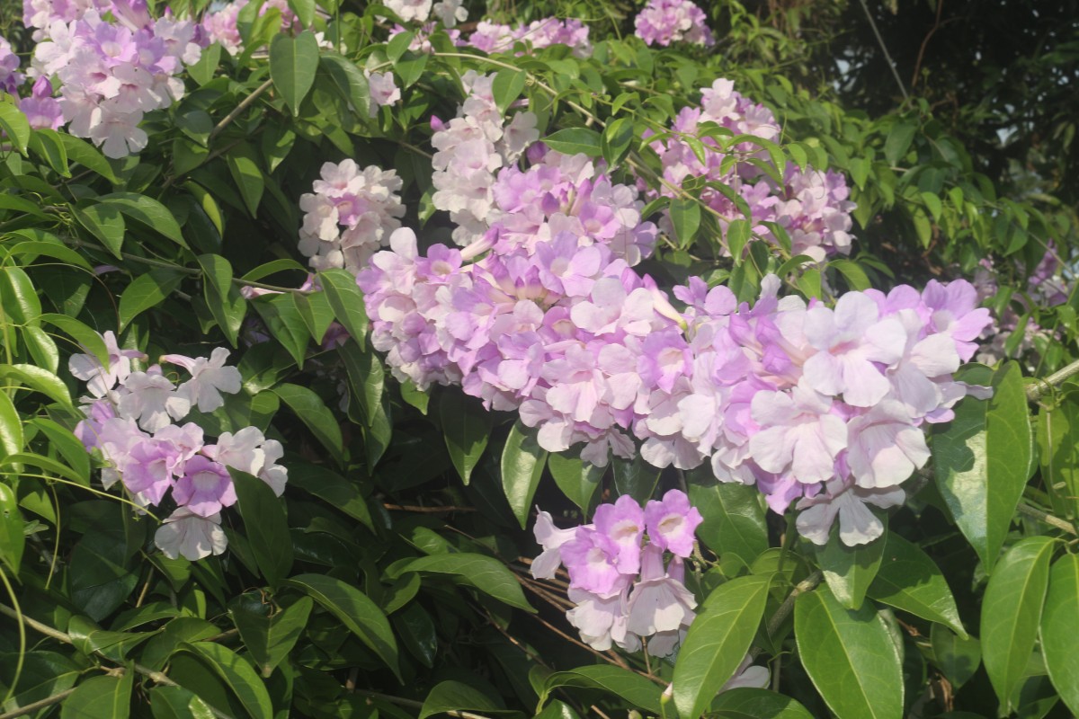 Mansoa alliacea (Lam.) A.H.Gentry