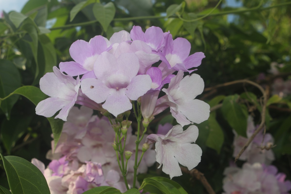 Mansoa alliacea (Lam.) A.H.Gentry