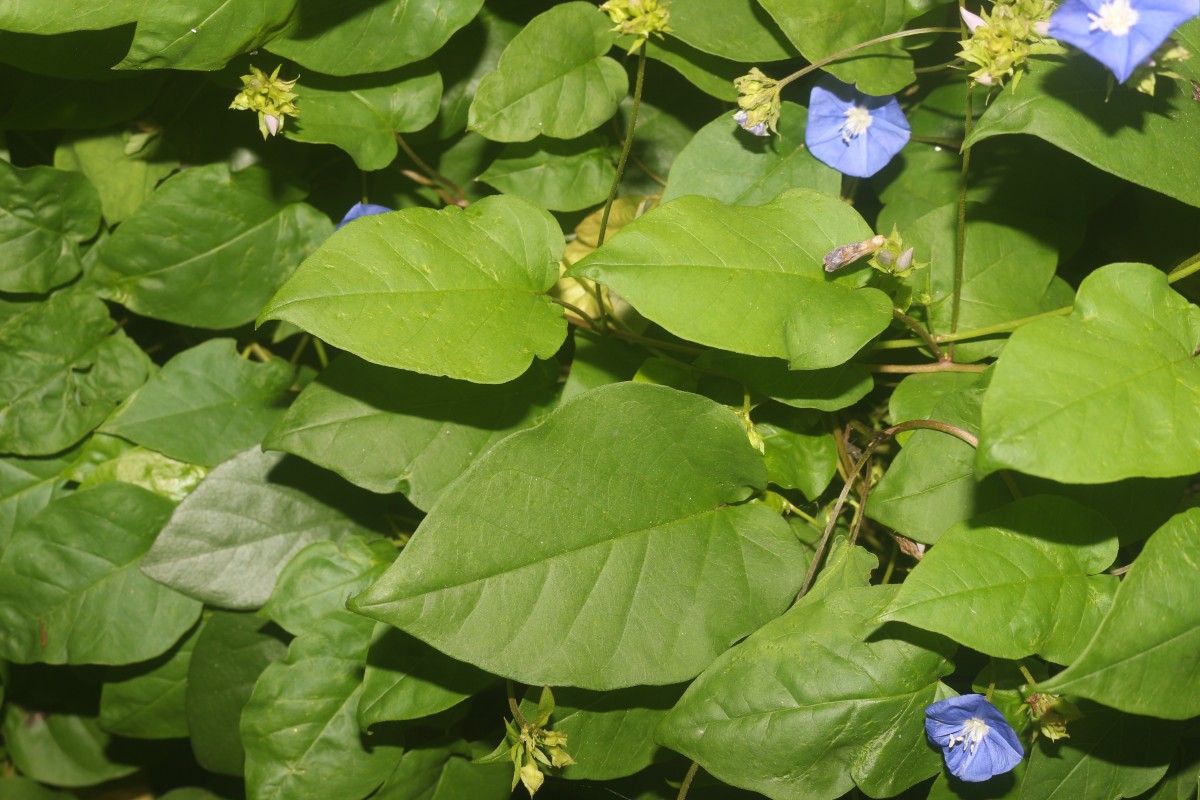 Jacquemontia pentanthos (Jacq.) G.Don