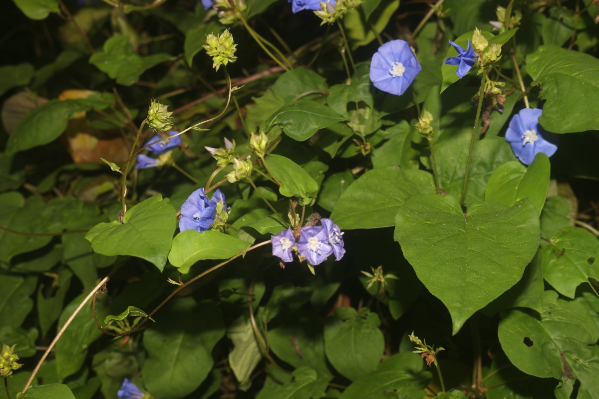 Jacquemontia pentanthos (Jacq.) G.Don