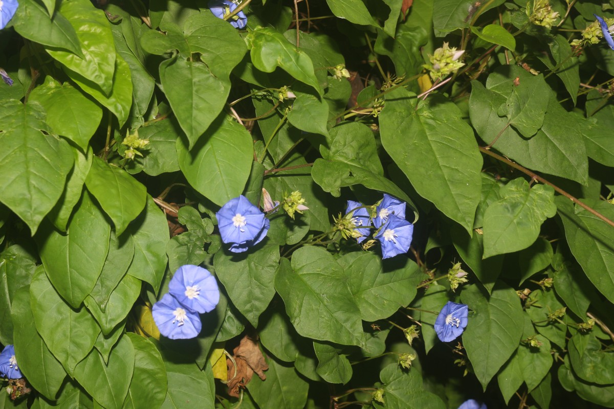 Jacquemontia pentanthos (Jacq.) G.Don