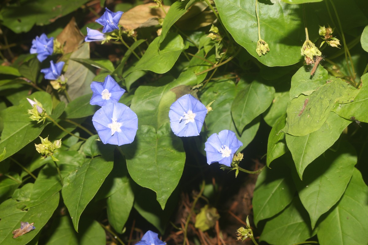 Jacquemontia pentanthos (Jacq.) G.Don