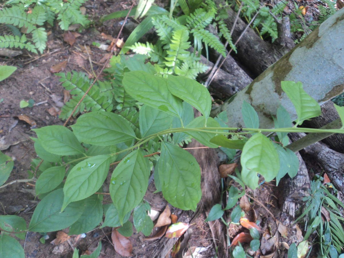 Celastrus paniculatus Willd.