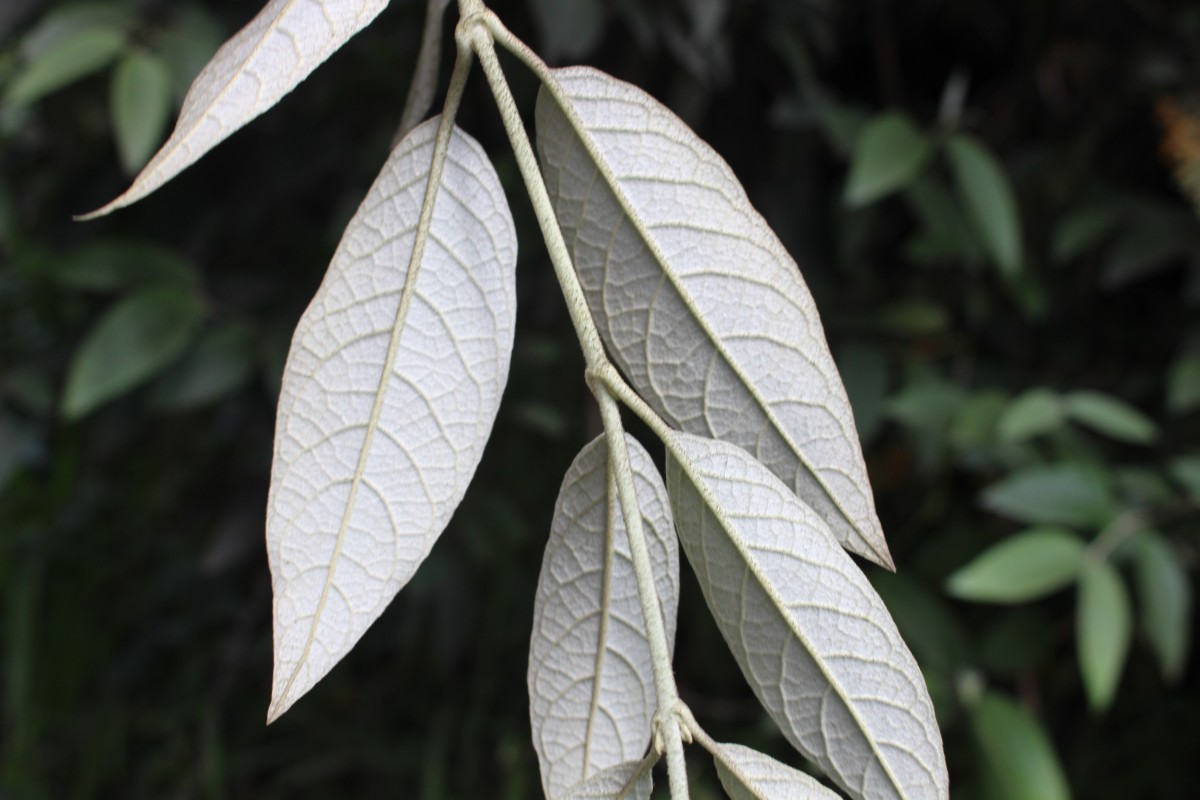 Buddleja madagascariensis Lam.