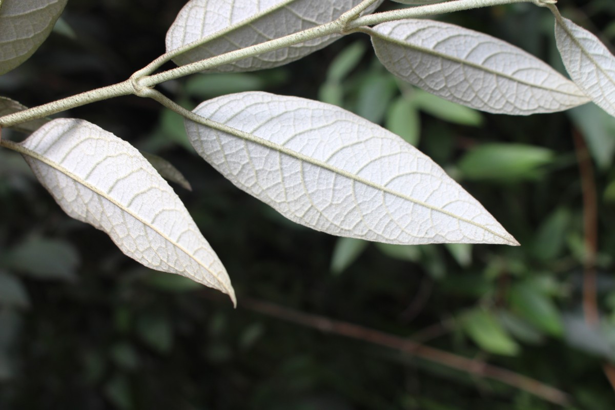 Buddleja madagascariensis Lam.