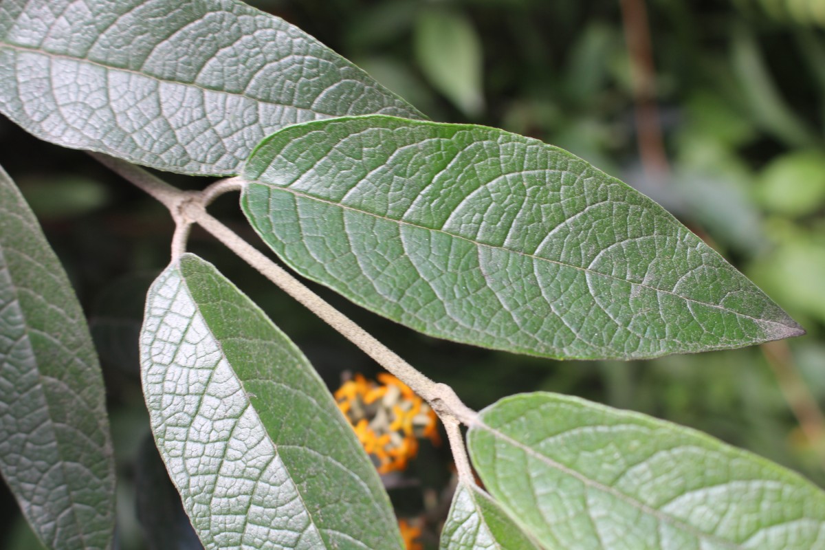 Buddleja madagascariensis Lam.